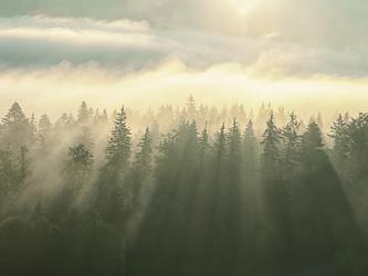 Fog and forest_crop